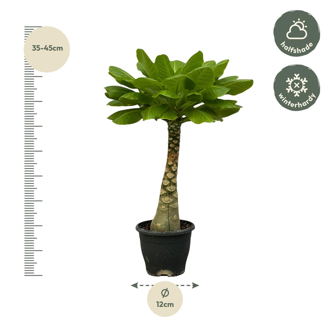 Brighamia – Brighamia insignis – 25 cm – Ø12 cm