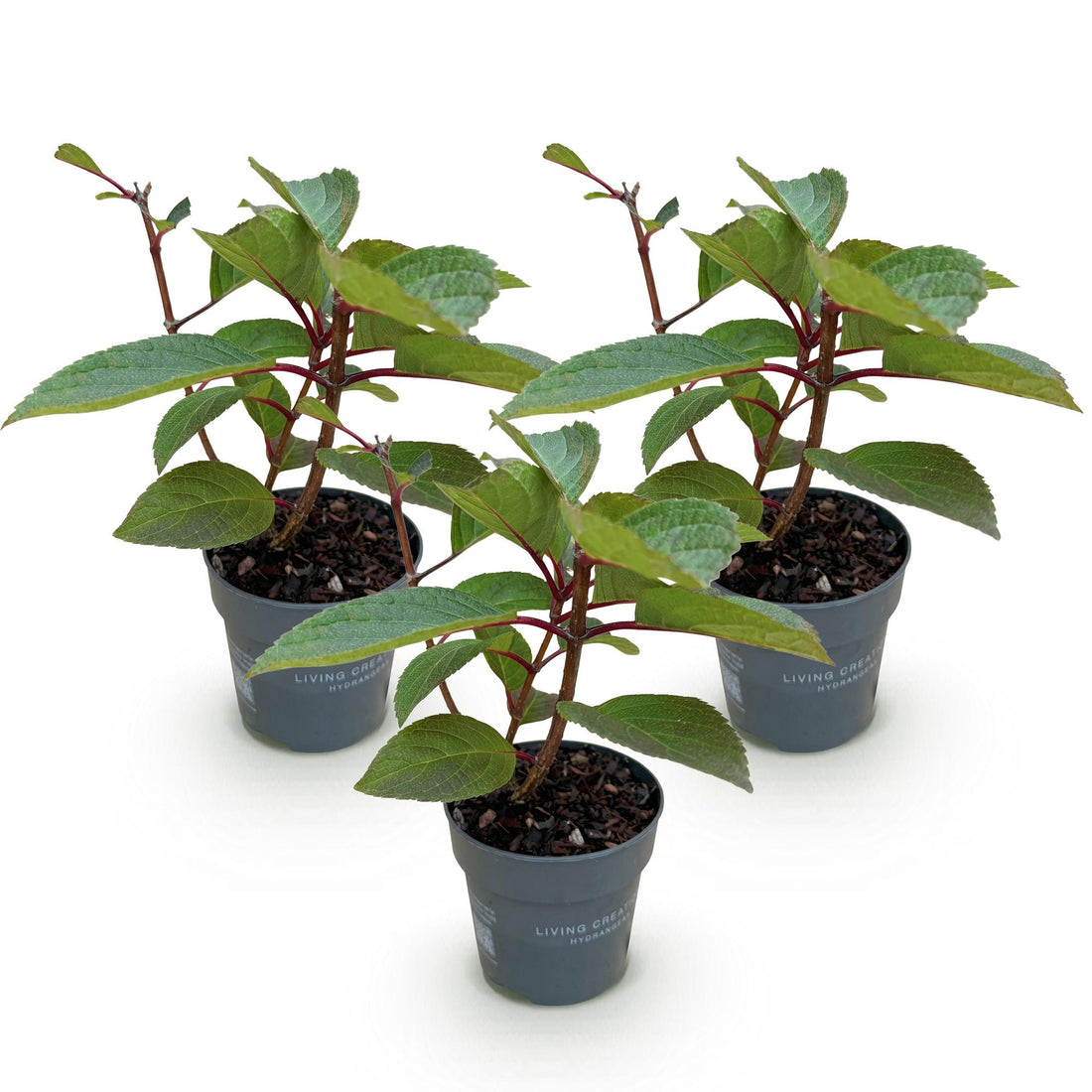 Bauernhortensie Living Infinity – Hydrangea macrophylla Living Infinity – 30 cm – Ø15 cm
