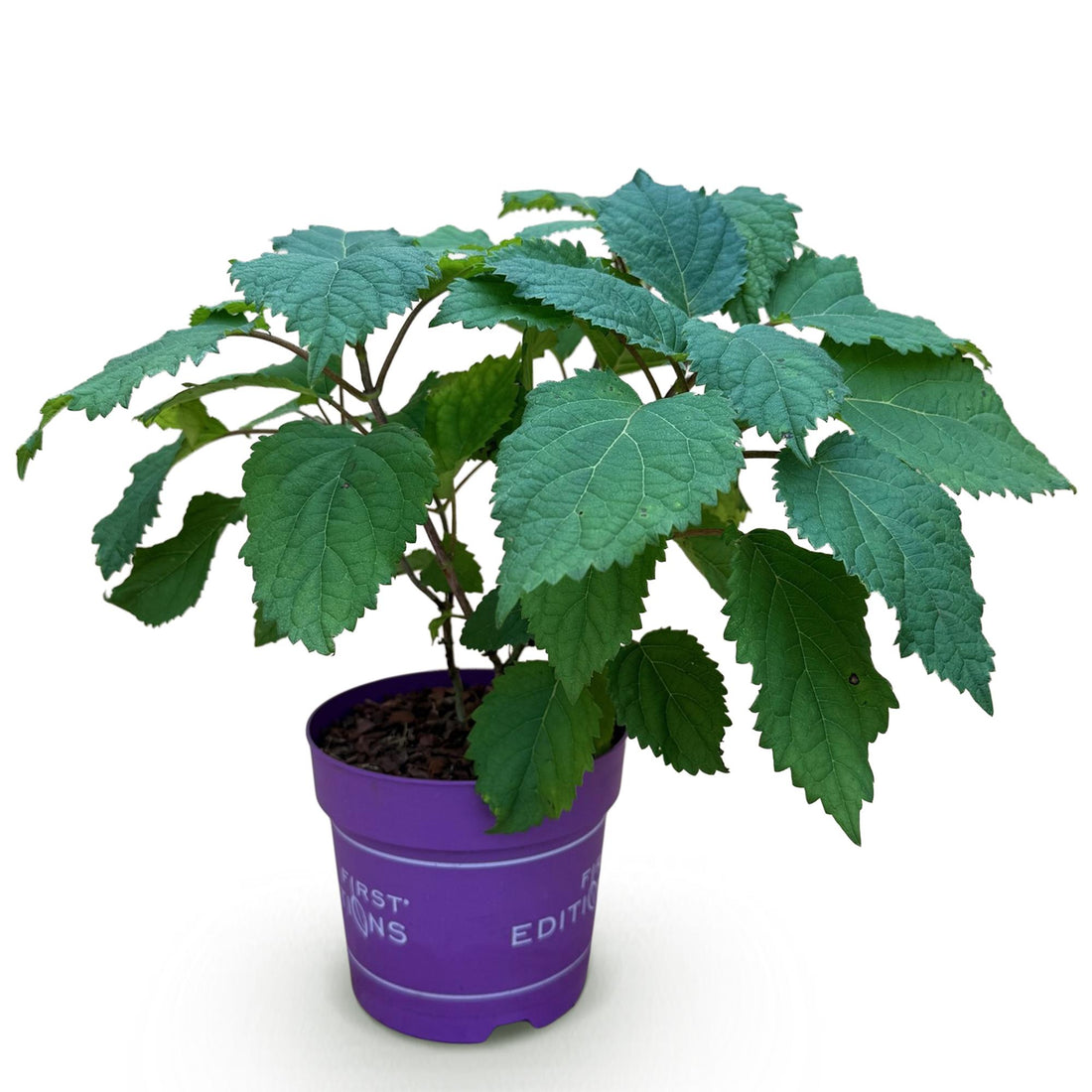 Waldhortensie FlowerWOW – Hydrangea arborescens FlowerWOW – 30 cm – Ø14 cm