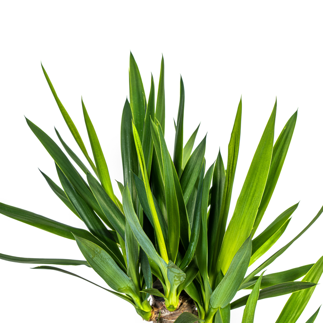 Palmlilie – Yucca elephantipes – 110 cm – Ø21 cm