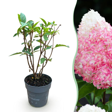 Bauernhortensie Living Pink & Rose – Hydrangea macrophylla Living Pink & Rose – 30 cm – Ø12 cm
