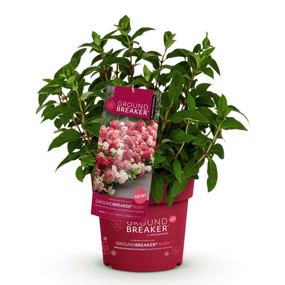 Bauernhortensie Groundbreaker Ruby – Hydrangea macrophylla Groundbreaker Ruby – 25 cm – Ø14 cm