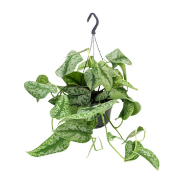 Scindapsus – Scindapsus pictus – 25 cm – Ø15 cm