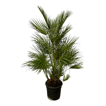 Zwergpalme – Chamaerops humilis – 130 cm – Ø24 cm