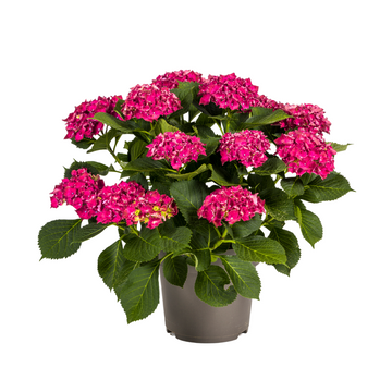 Bauernhortensie Rot – Hydrangea macrophylla Rot – 80 cm – Ø24 cm