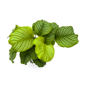 Korbmarante – Calathea orbifolia – 70-90 cm – Ø27 cm