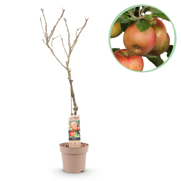 Apfelbaum – Malus domestica Elstar – 90 cm – Ø21 cm