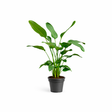Strelitzie – Strelitzia nicolai – 170 cm – Ø24 cm
