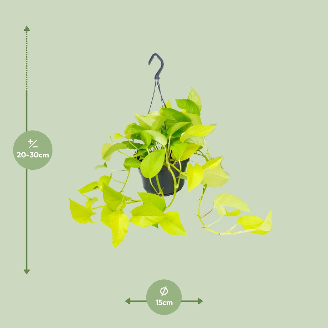 Epipremnum – Epipremnum golden – 25 cm – Ø15 cm