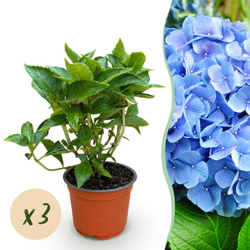 Bauernhortensie Blau – Hydrangea macrophylla Blau – 25 cm – Ø15 cm
