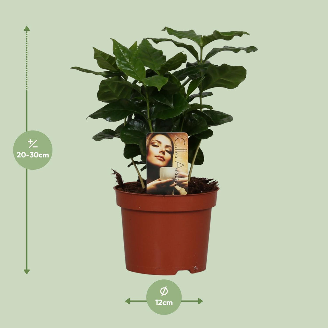 Kaffeepflanze – Coffea arabica – 25 cm – Ø12 cm