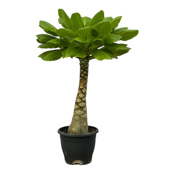 Brighamia – Brighamia insignis – 25 cm – Ø12 cm