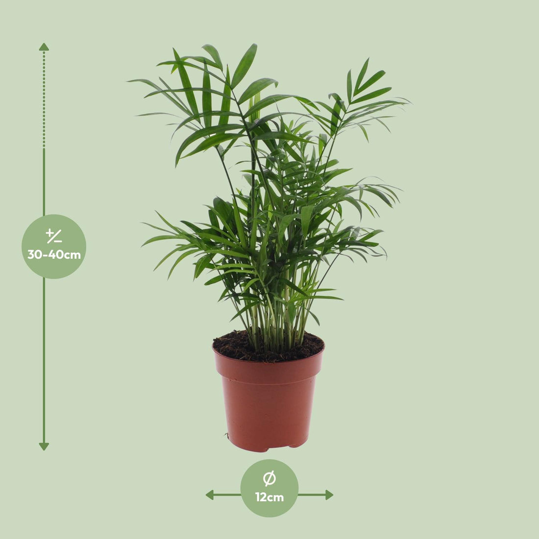 Chamaedorea – Chamaedorea elegans – 55 cm – Ø17 cm