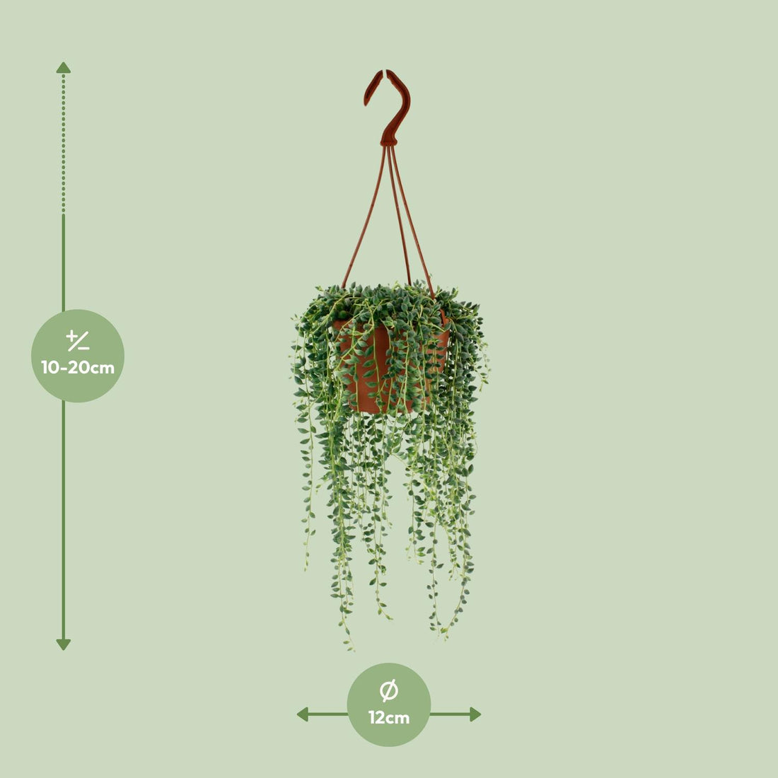 Erbsenpflanze – Senecio herreianus – 20 cm – Ø12 cm
