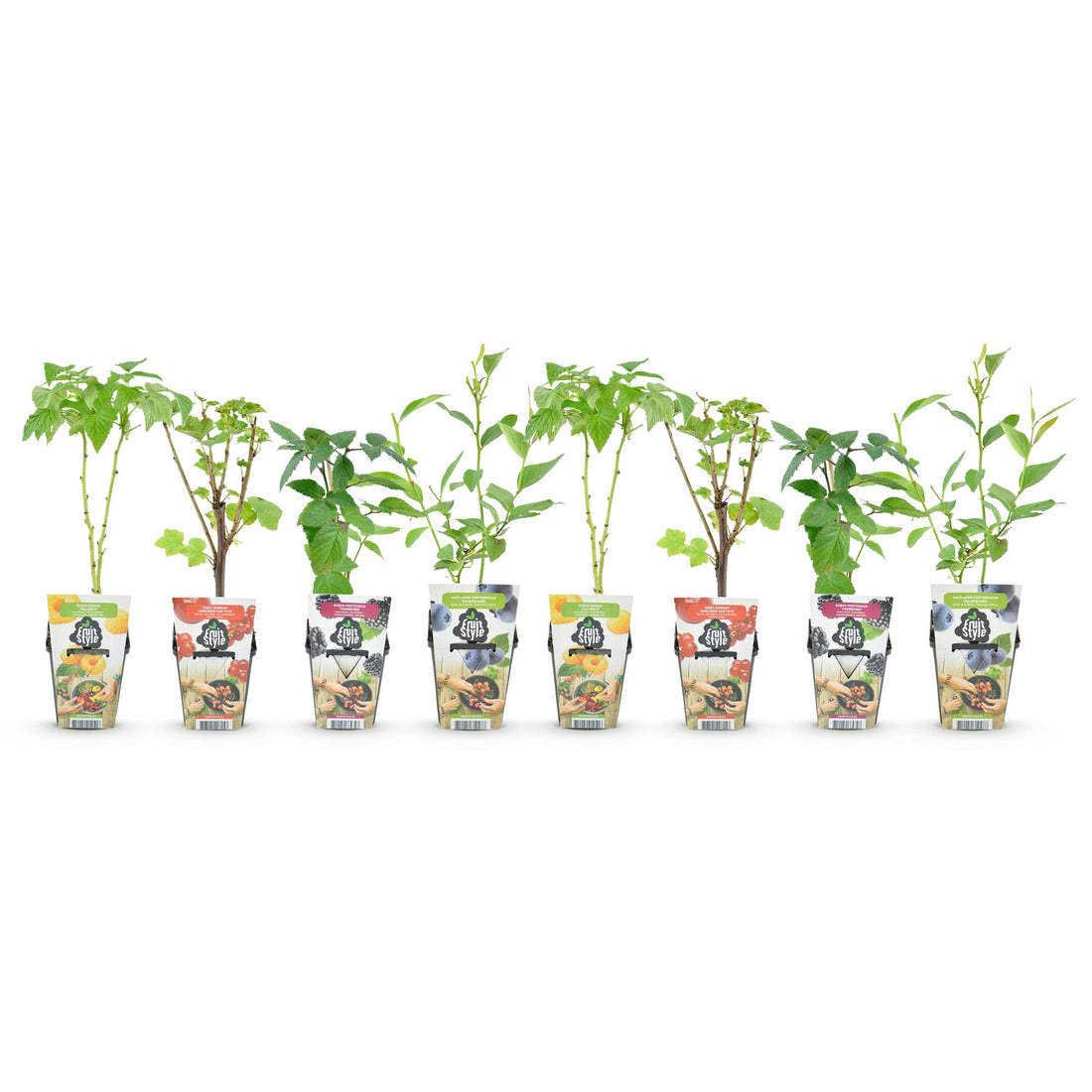Regenbogen-Obstbox – Johannisbeere, Himbeere & Brombeere – 35 cm