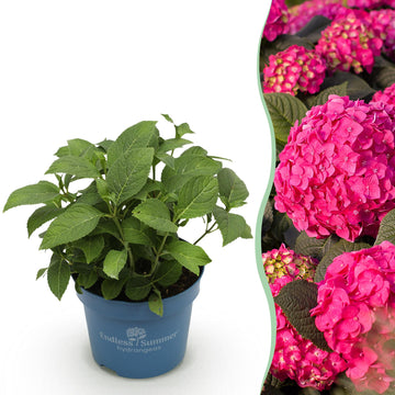 Bauernhortensie Summer Love Red – Hydrangea macrophylla Summer Love Red – 25 cm – Ø14 cm