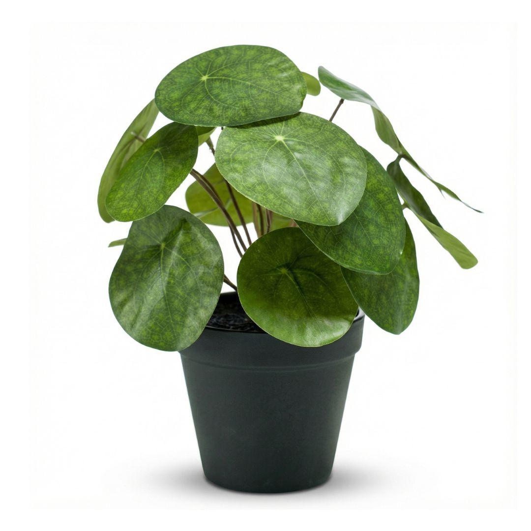 Pilea Busch 25 cm in Schwarz Topf – Kunstpflanze – 25 cm