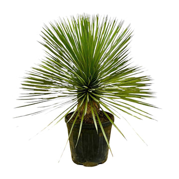Yucca – Yucca rostrata – 70 cm – Ø27 cm