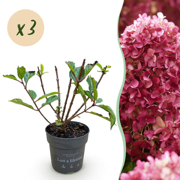 Bauernhortensie Living Little Rosy – Hydrangea macrophylla Living Little Rosy – 30 cm – Ø15 cm