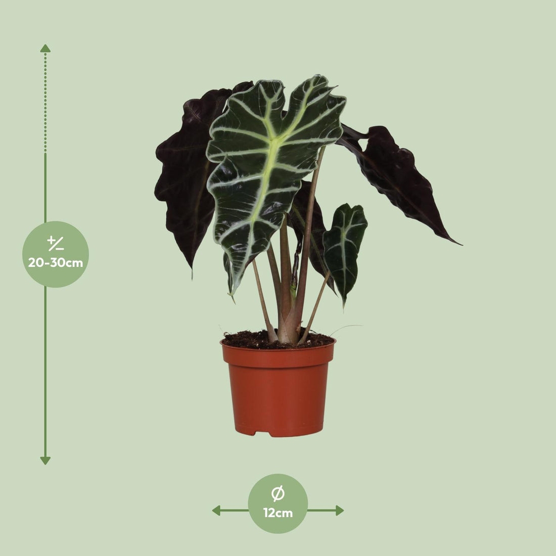 Alocasia – Alocasia amazonica – 30 cm – Ø12 cm