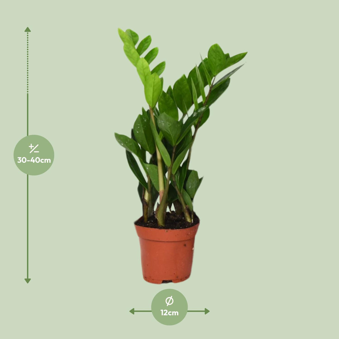 Glücksfeder – Zamioculcas zamiifolia – 12cm – Ø12cm