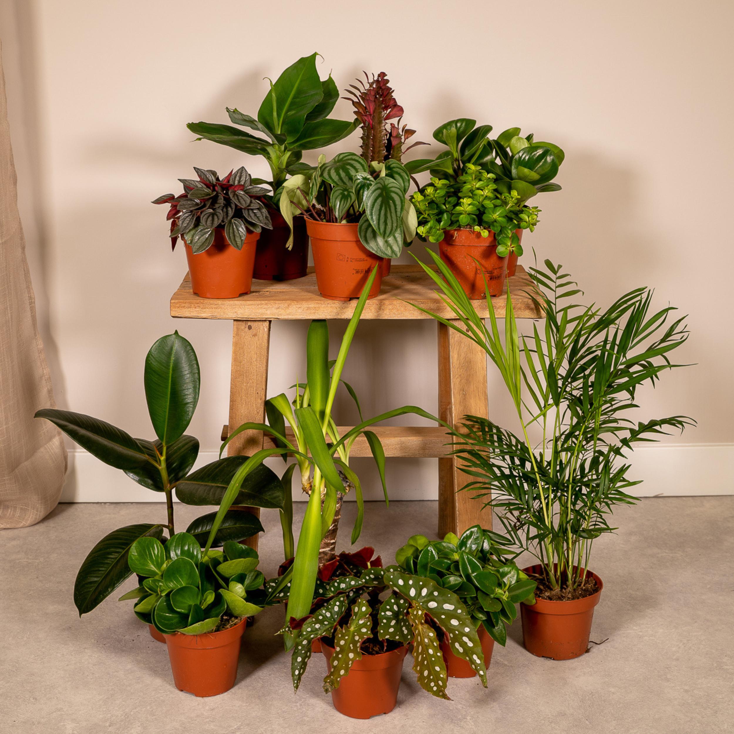 ALLE OUTDOOR-PFLANZEN